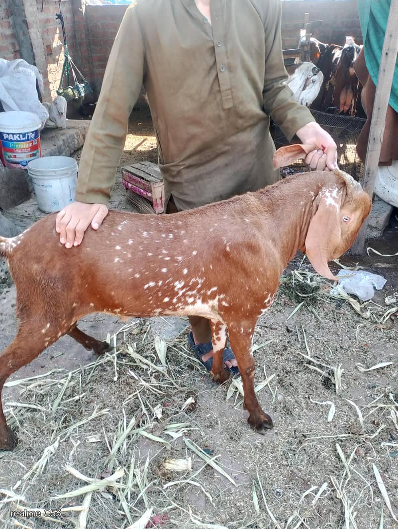 goats 0