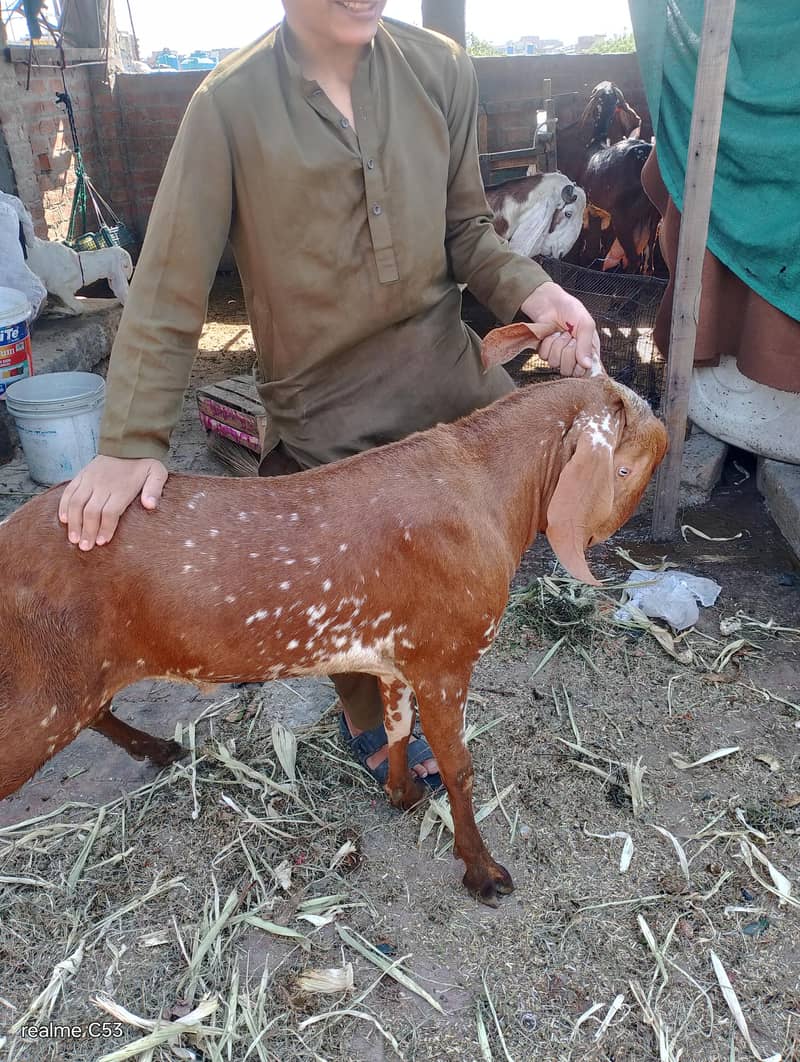goats 1