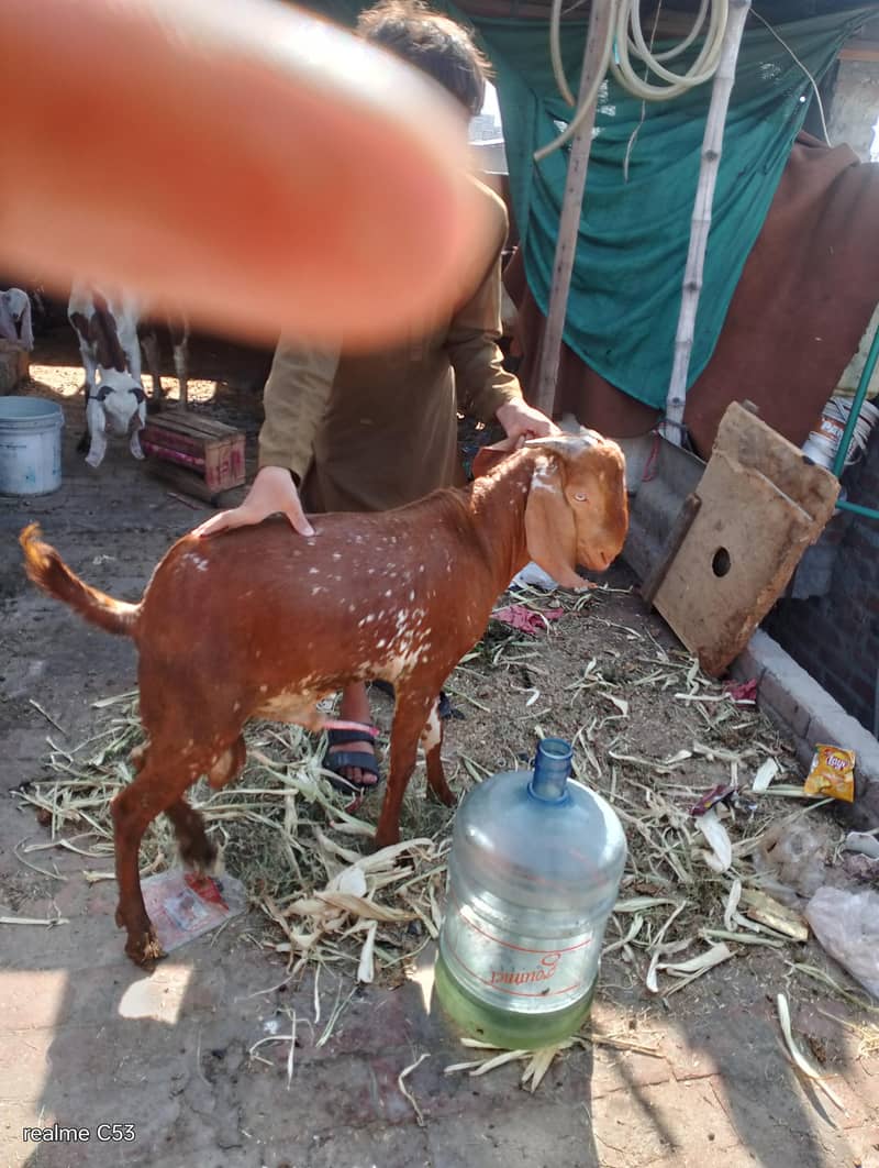 goats 2