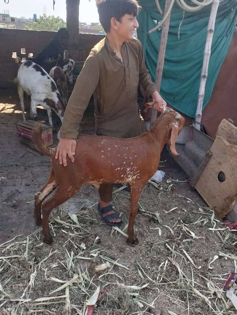 goats 3