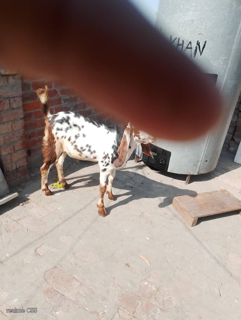 goats 4
