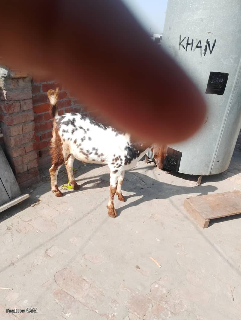 goats 5