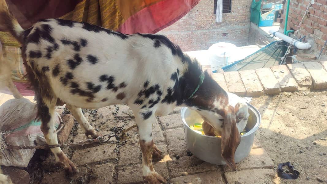 goats 7
