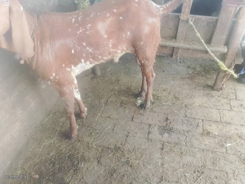 goats 8