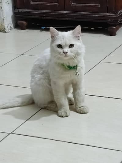 American cat wit white | It's one left only | Vaccine done