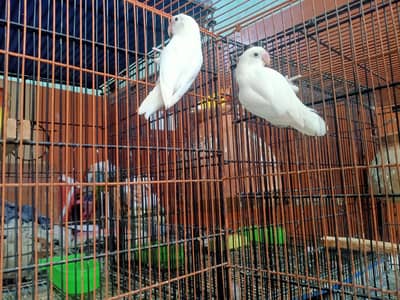 Bonded Pair For Sale