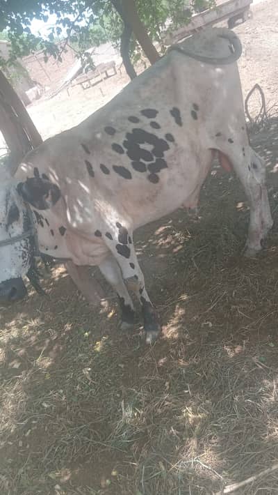 Qurbani Ka janwar|bull|cow|bachra| 03034204922