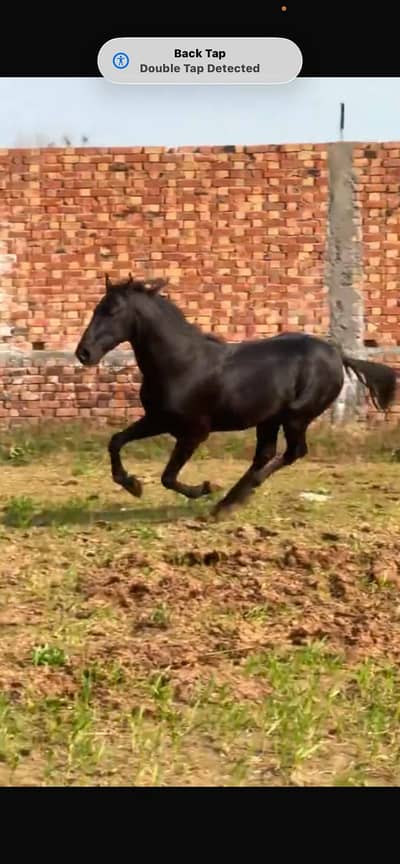 Desi hourse |  Desi ghora | Black hourse for sale