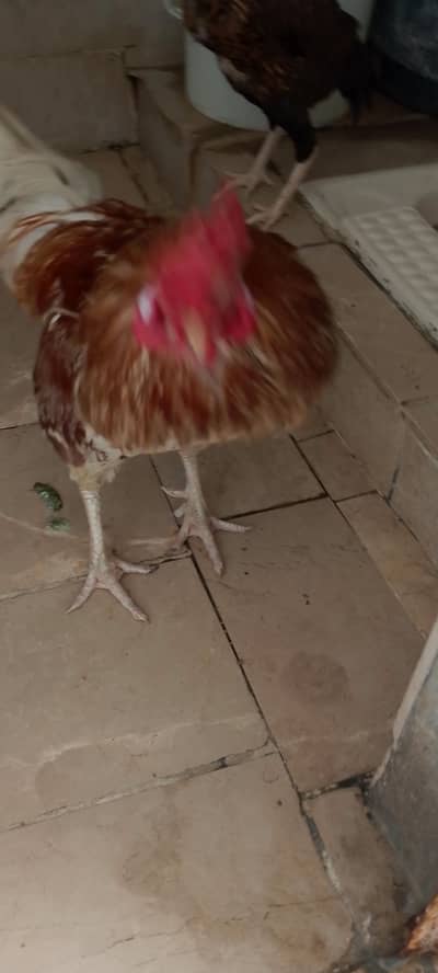 Hens Murga Murgi