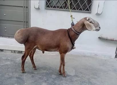 desi dumba for sale 03201579113