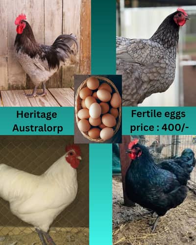 heritage Australorp | white & black & blue australorp |fertile eggs