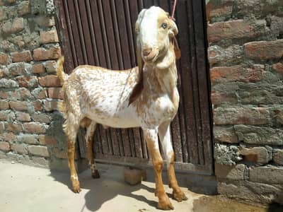 Qurbani ka Bakra for sale