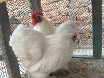 White bentam breeder pair