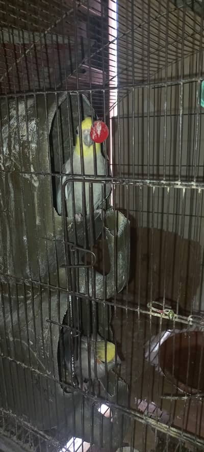 10 Cocktail Parrots for sale