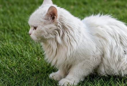 Persian Cat for sale