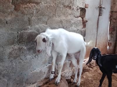 Bakra and bakri available for qurbani