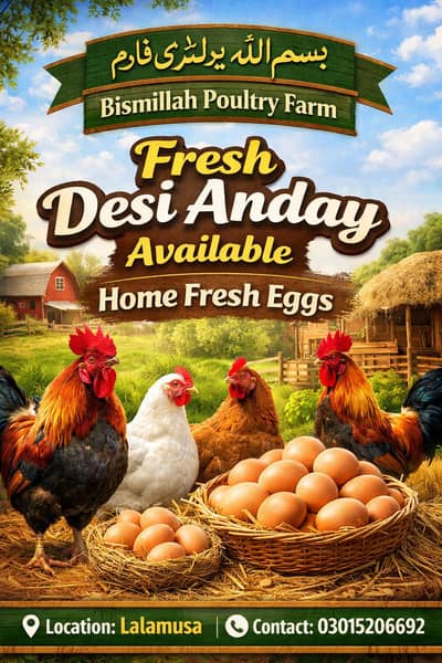 گھر کی مرغیوں کے تازہ دیسی انڈے|  Home Fresh Desi Eggs