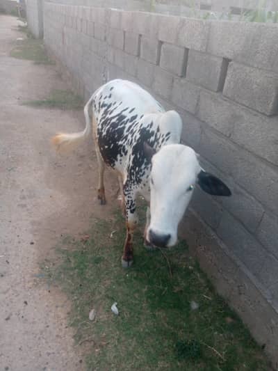 qurbani wala bail