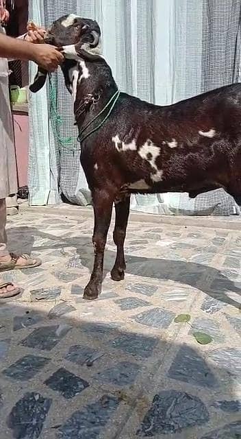 desi Bakra for Sale Mashallah Call 03188945675