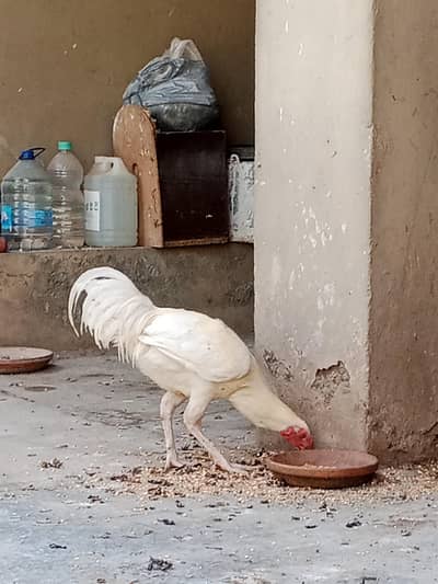 Aseel Heera Qandhari murgha, pattha,  rooster