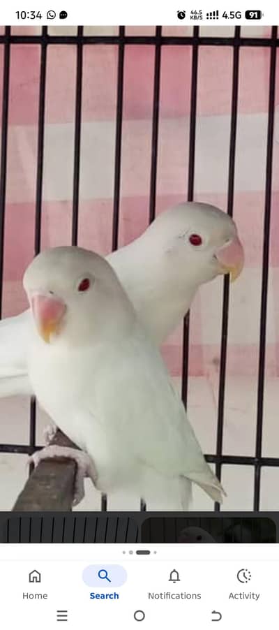 lovebirds white albino 3 pair
