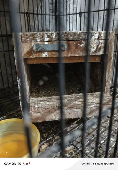 lovebirds white albino 3 pair