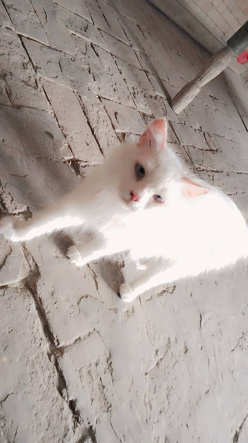 Persion cat 0