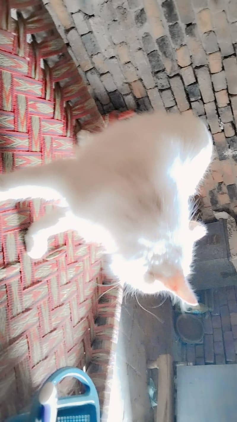 Persion cat 1