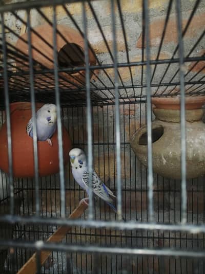 ki ing bugri