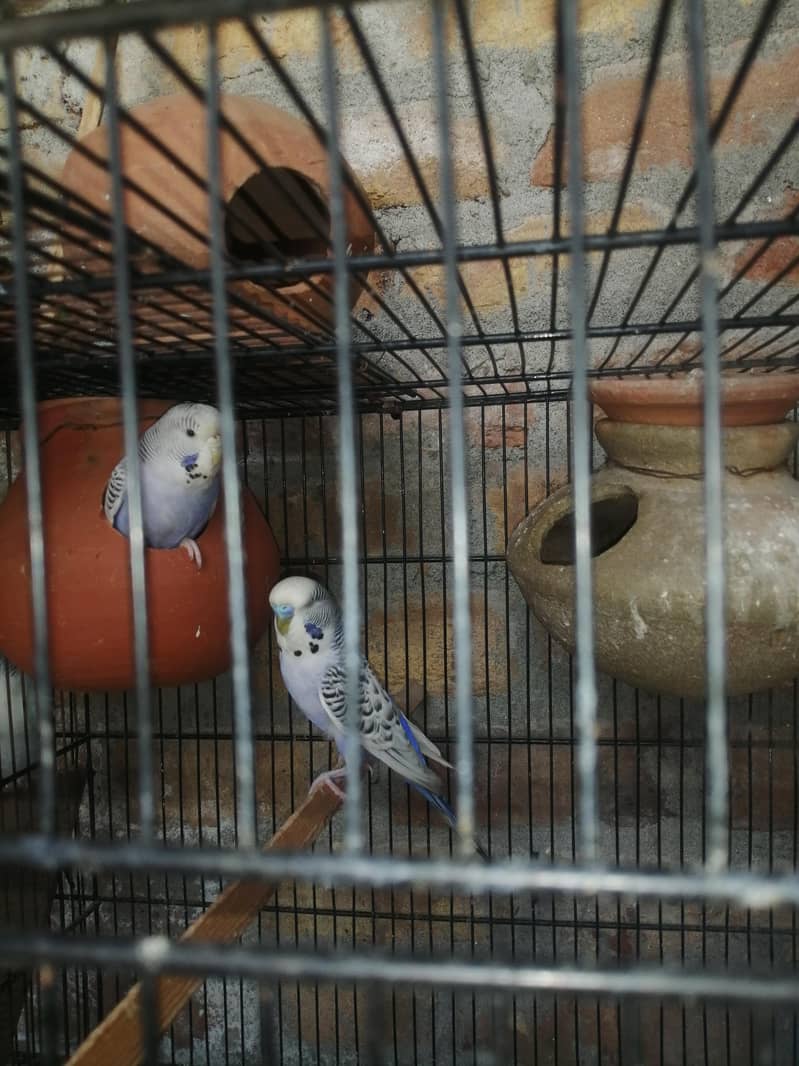 ki ing bugri 0