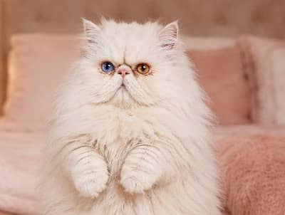 Piki Face Odd eye Stud Male | Peki | Peke | Stud | matting| Persian