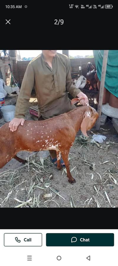 qurbani k janwar ziba karwnea k leaya rabta karea