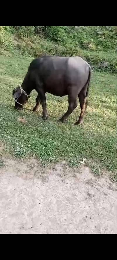 female ha age 2 saal gosht estimate 3 mann