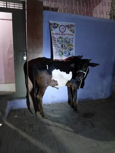 Contact Us for Qurbani in reasonable Rate
