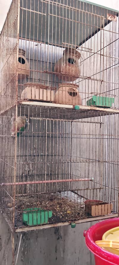 conure parrot for sale. with pinjra  0300-3272869