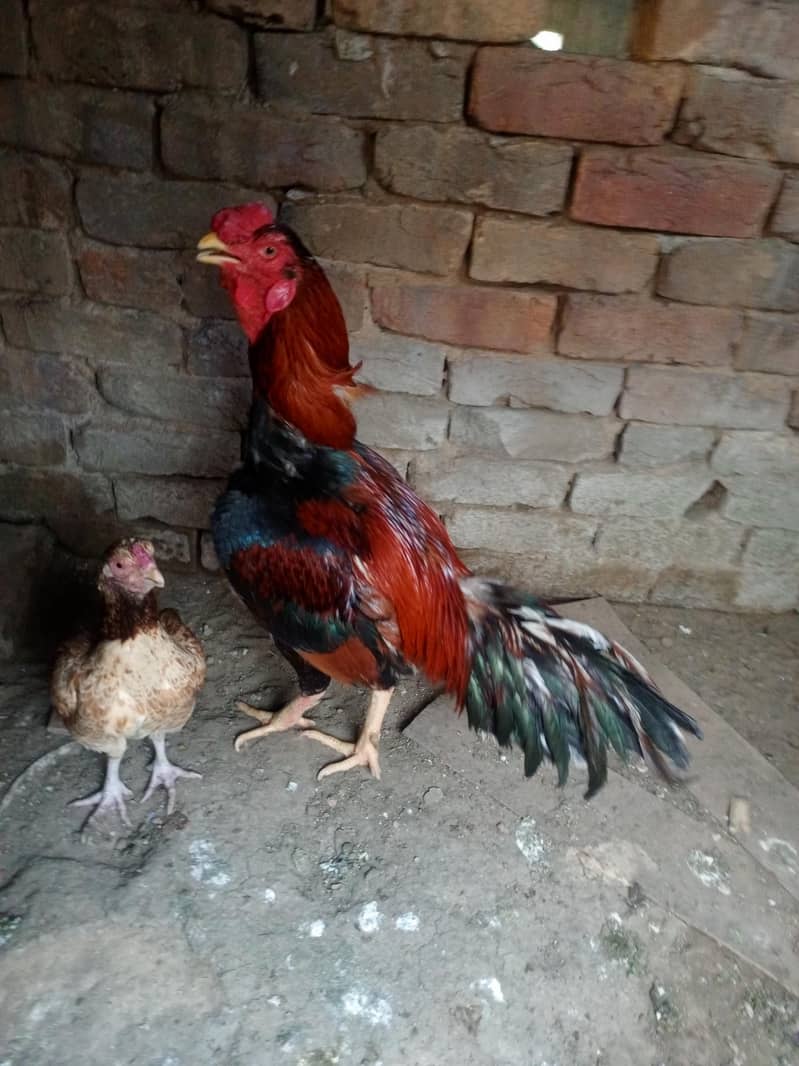 Aseel pair 0