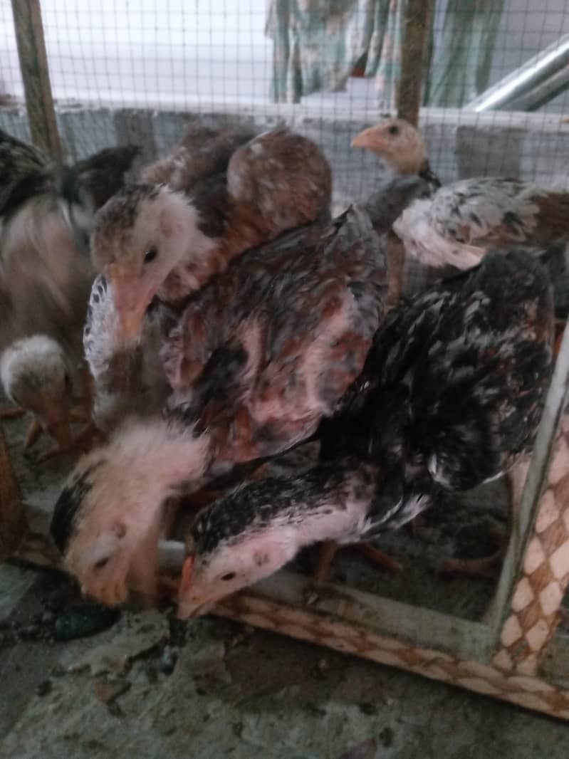 Chicks 1