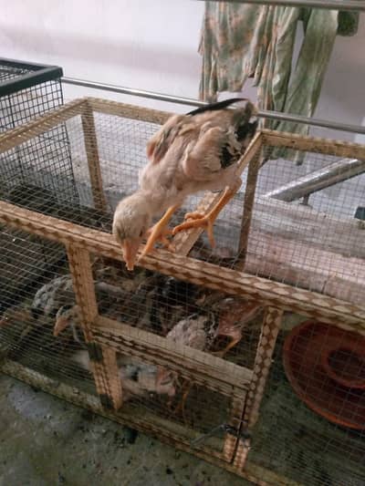 Chicks