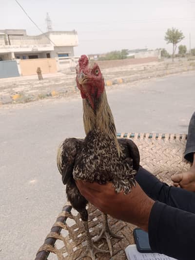 اصل اصیل مرغا