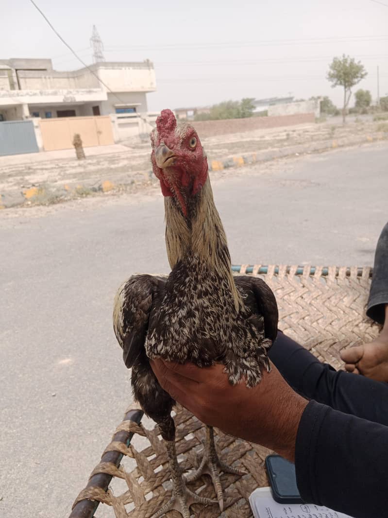اصل اصیل مرغا 0