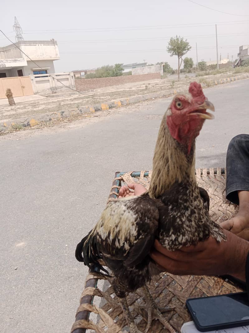 اصل اصیل مرغا 1
