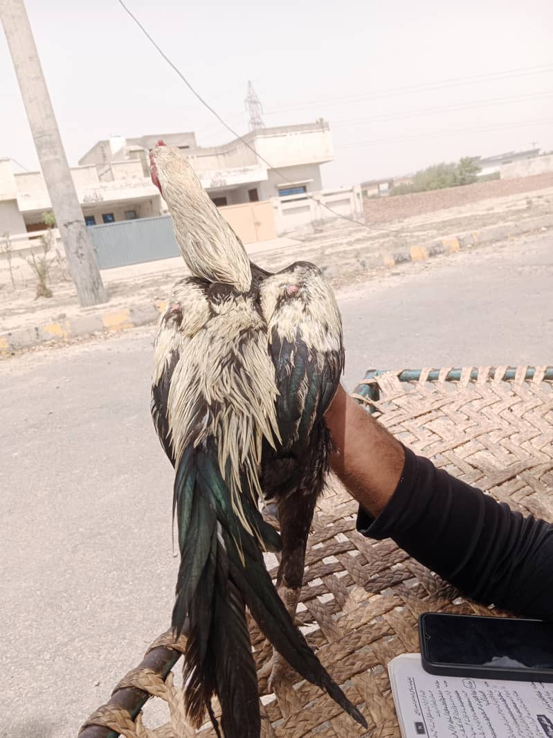 اصل اصیل مرغا 2