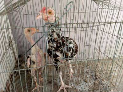 Duck Pair, Hen and Cock pair,  2 Choozay (Aseel)