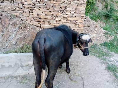 2 Dant Buffalo for Qurbani