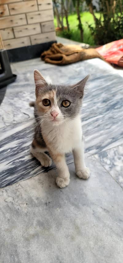 Beautiful 3 Months Persian Female Kitten for Sale
