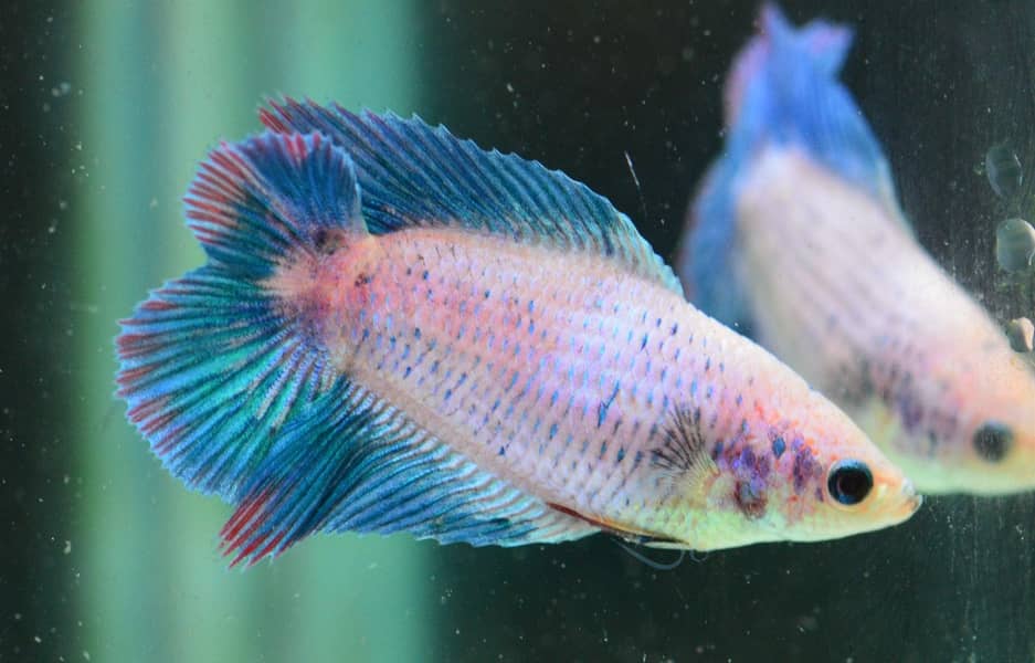 Betta fish 0