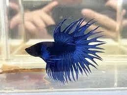 Betta fish 1