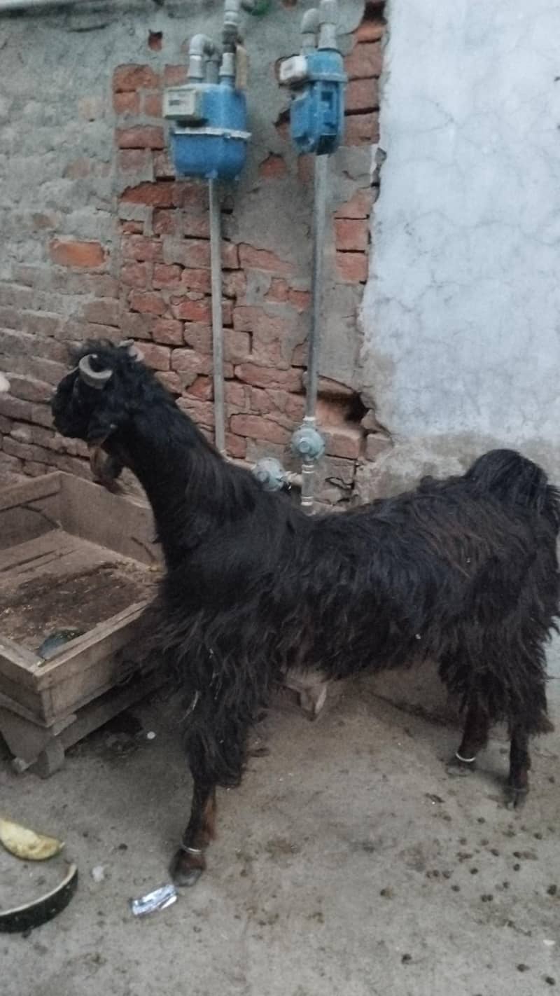قربانی کا بکرا 1