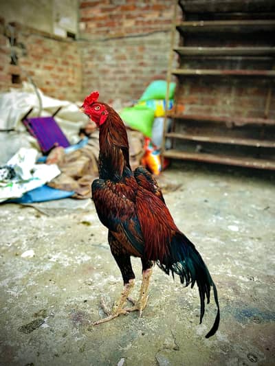 Aseel Pakistani