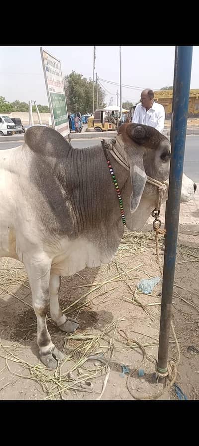2 Dant ka bachra ha
